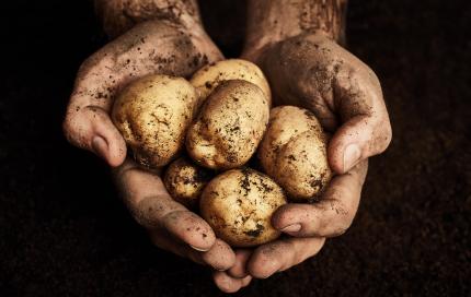 Aardappelen in handen