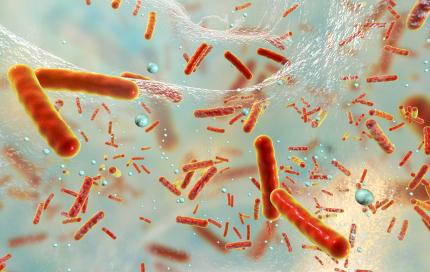 Bacteriën in biofilm