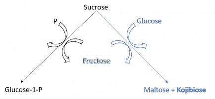 glucosemoleculen