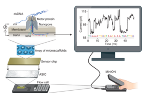 nanopore DNA sequentie