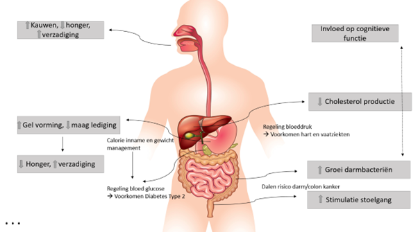 Effect van voedingsvezels op human digestive system