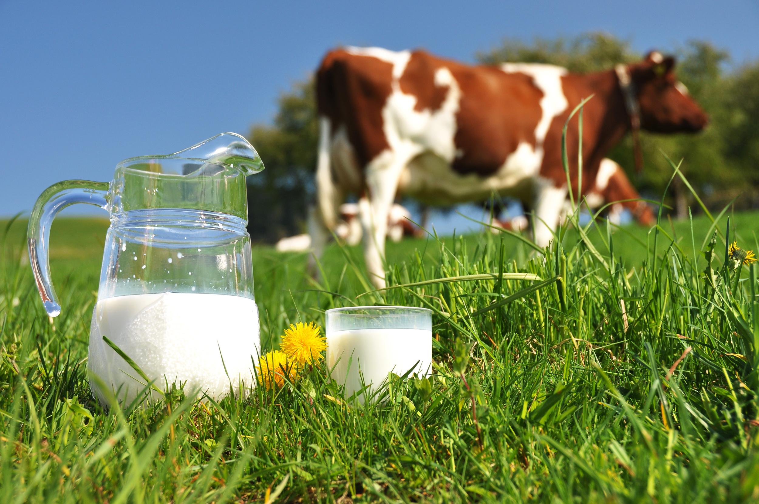 Koe in gras met melk