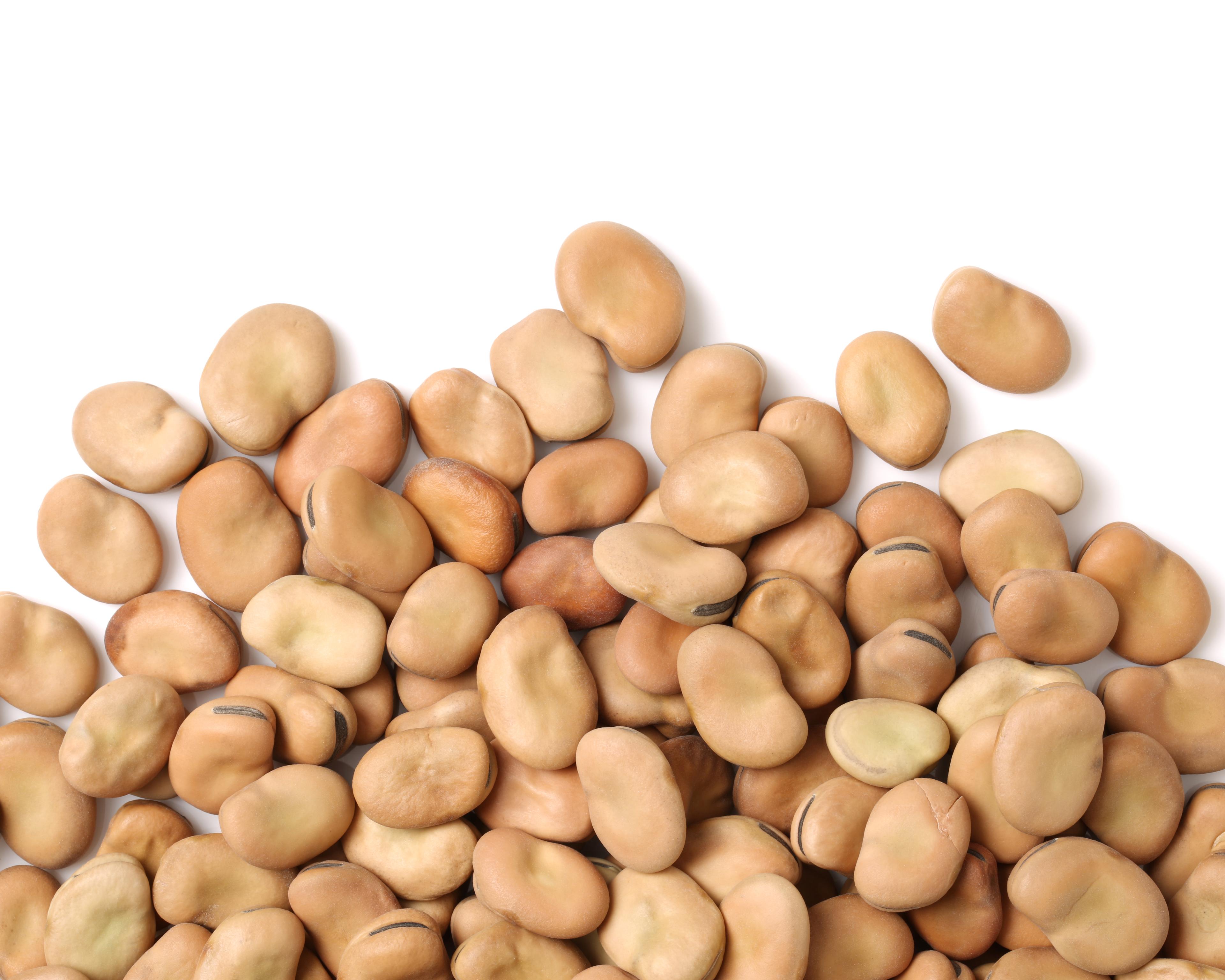 faba beans