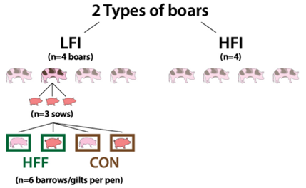 types of boars