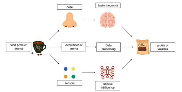 neus vs olfactorisch systeem