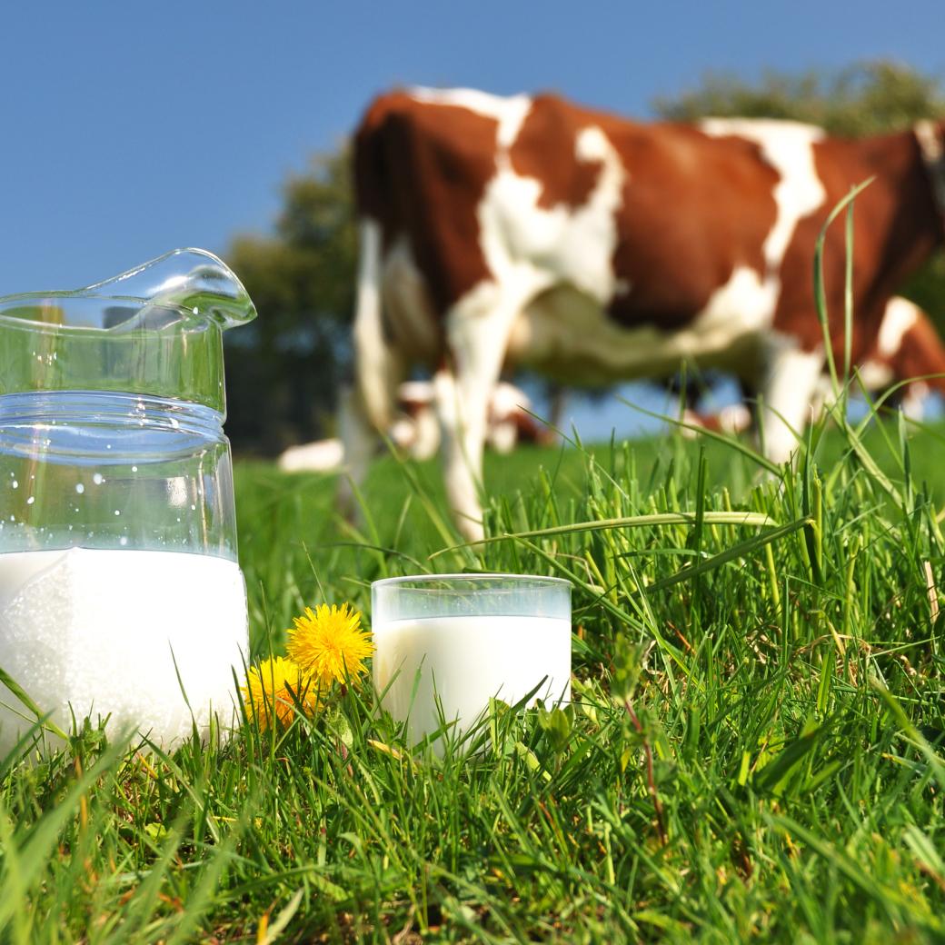 Koe in gras met melk
